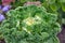 Cauliflower, Fresh decorative cabbage