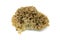 Cauliflower fungus Sparassis crispa