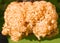 Cauliflower fungus, Sparassis crispa.