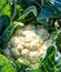 Cauliflower growing in the sunshine