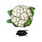 Cauliflower hand drawn vector illustration. Vegetable sketch.