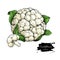 Cauliflower hand drawn vector illustration. Vegetable sketch. Isolated Cauliflower with pieces.