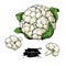 Cauliflower hand drawn vector illustration. Vegetable sketch. Isolated Cauliflower with pieces.