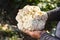 Cauliflower head in the hands of a Colombian farmer