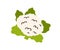 Cauliflower head with leaf. Healthy raw vegetable with leaves. Natural fresh food plant icon in doodle style. Flat vector