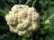 Cauliflower head with leaves ready to harvest