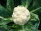 Cauliflower head with leaves ready to harvest