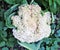 Cauliflower head. Organic cauliflower growing in summer with leaves