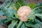 A cauliflower head surrounded by protective green leaves.