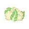 Cauliflower icon. Food for a healthy diet. Natural product green vegetable, suitable for vegetarians. A source of