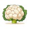 Cauliflower image. Cute image of an isolated cauliflower