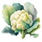 Cauliflower isolated on white background. Watercolor illustration