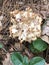 Cauliflower mushroom