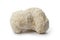 Cauliflower mushroom