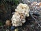 Cauliflower mushroom aginast old tree trunk