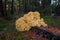 Cauliflower mushroom on the stump of a pine tree