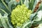 Cauliflower orange in vegetable garden