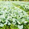 Cauliflower plant