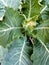 Cauliflower on plant in garden