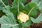 Cauliflower plant growing in ground ready for harvest, Australia