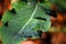 CAULIFLOWER PLANT LEAF WITH WATER DROPLETS