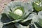 A cauliflower plant opens the leaves in the garden