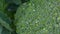 Cauliflower plant with young cauliflower head. Brassica oleracea.
