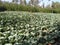 cauliflower plantation plants vegetable nature