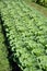 Cauliflower plants