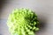 cauliflower with spiral shaped inflorescences similar to a fractal. cauliflower verdercon conical inflorescences, winter