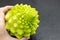 cauliflower with spiral shaped inflorescences similar to a fractal. cauliflower verdercon conical inflorescences, winter