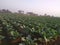 Cauliflower tree in a field  in India