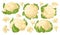 Cauliflower vector cartoon set icon. Vector illustration cabbage on white background. Isolated cartoon set icon