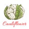 Cauliflower vegetable icon