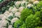 Cauliflower vegetables. Broccoli romanesco and artichokes