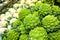 Cauliflower vegetables. Broccoli romanesco and artichokes