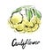 Cauliflower watercolor illustration isolated on white background
