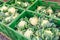 cauliflowers with green leaves for sale at farm market