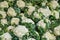 Cauliflowers on a market stall