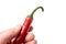 Causasian hand holding chili pepper isolated with copyspace