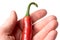 Causasian hand holding chili pepper on white