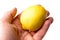 Causasian hand holding one yellow organic lemon