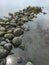 Causeway of barnacle covered rocks