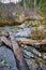 Causeway in a swamp