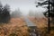 Causeway of Timber throught Dark Misty Forest