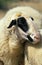 Causses du Lot Domestic Sheep, a French Breed