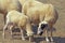 Causses du Lot Domestic Sheep, a French Breed