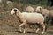 Causses du Lot Domestic Sheep, a French Breed