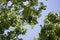 Cautious Mississippi Kite