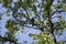 Cautious Mississippi Kite